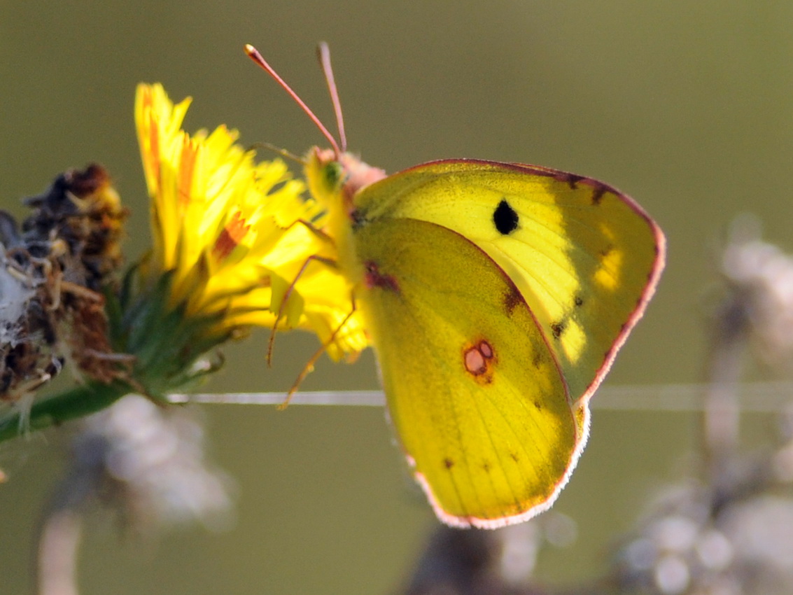 Colias alfacariensis ???